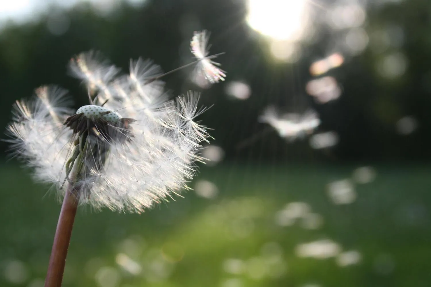 Pusteblume, deren Samen in einer sonnigen Wiese davonfliegen